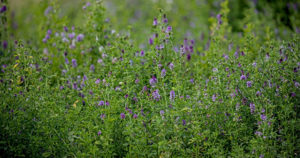 Lucerne / Alfalfa hay available in pet boxes delivered to your door eBay