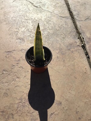 SNAKE PLANT (Sansevieria Zeylanica) Rooted filter Live plant Nasa free ship  | eBay