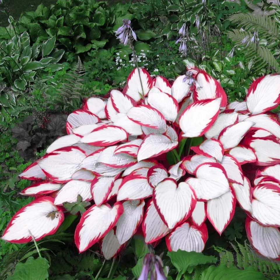 100+ Hosta Seeds for Planting Outdoors, Mixed Color Rare Perennial Flower Seeds, - Image 3 of 4