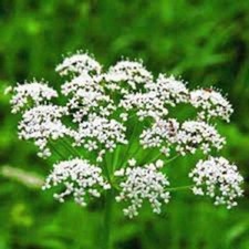 ANISE, HEIRLOOM, 50 SEEDS, SMELLS GREAT, UNIQUE FLAVOR, HERB, SPICE