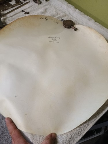 VINTAGE 1953 LEEDY & LUDWIG "SUPERIOR" HARDWHITE 18" UNMOUNTED CALF HEAD-VG!
