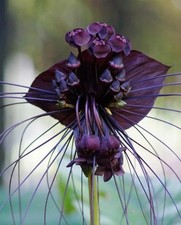 Imported bat lily flower bulbs | dark purple Tacca lily flower bulb Pack of 2