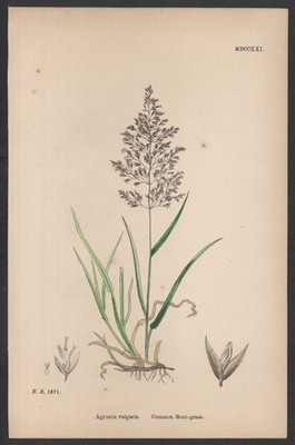 COMMON BENT-GRASS 1872 John Edward Sowerby PFLANZENDRUCK