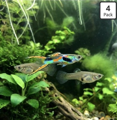 Trio 1M2F+1 fry Black Bar True Class P Endler's Livebearer+Small Fast Grow Plant