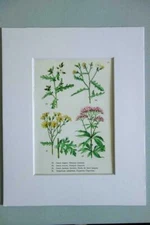 MATTED 8x10 Original Vintage 1940s French Botanical Drawing Print SENECIO