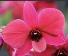 TEN PLANTS Lot Of 10 Dendrobium Orchids Instant Collection Shipped Bare Root Mn