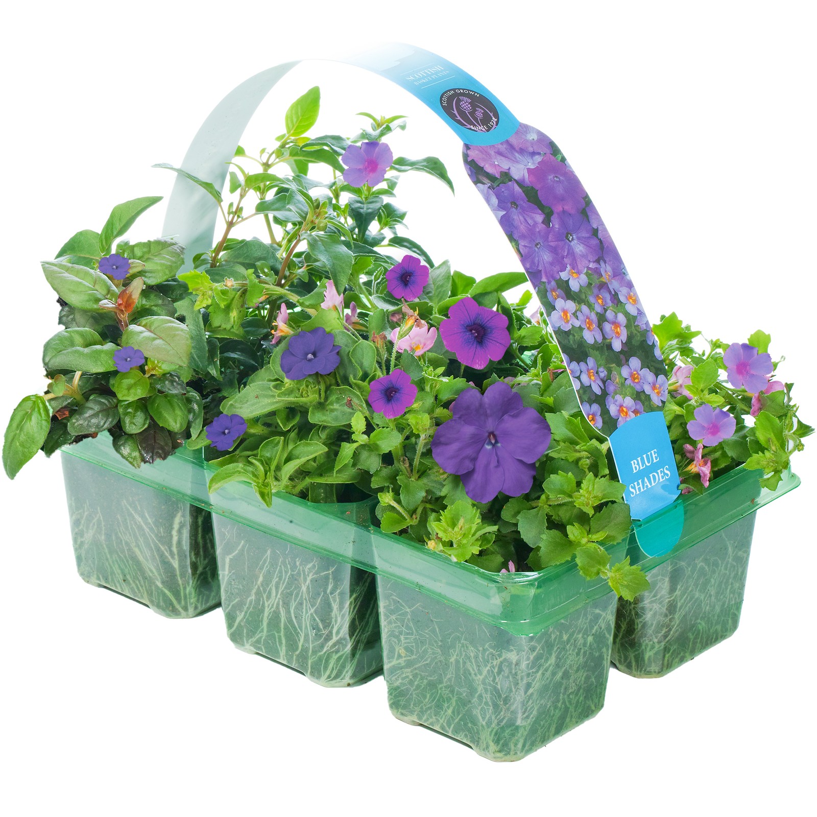Blue Shades Mix of Hanging Basket Plants for Borders Pots Containers (6 Pack)