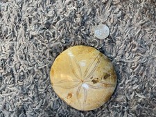 Fossilized Sand Dollar - 8 oz