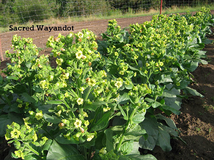 sacred tobacco seeds 1000 Sacred Wyandot Rustica Tobacco Seeds - Nicotiana - Sacred Tobacco