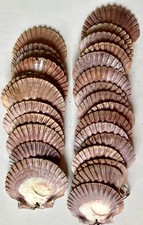 27 MEXICAN FLAT SEA SCALLOP SHELLS