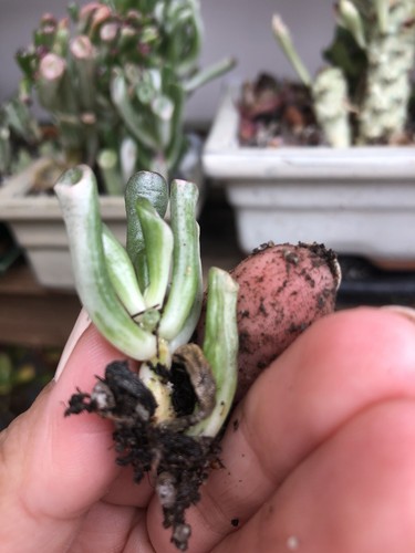 Crassula Ovata Gollum Variegata, - Picture 2 of 4