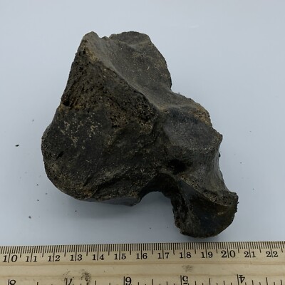 BISON VERTEBRA FOSSIL Holocene Bison Buffalo R10