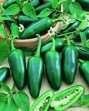 Hybrid Early Jalapeno F1 Jalapeno Pepper: 30 Seeds, Free Shipping 