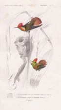 Hummingbirds hummingbirds decorative elf bird birds engraving Orbigny steel engraving 1861