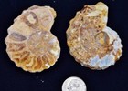 3353 Rare Texas Pair Ammonite Medium 50mm Calycoceras Tarrant County Fossil 2.0" — photo 3