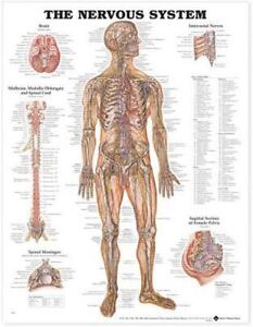 Anatomical Chart Company Lippincott Williams Wilkins