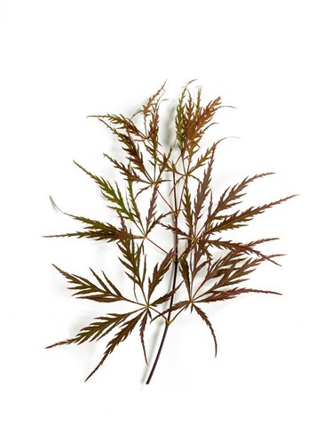 Acer palmatum 'Dissectum', Japanischer Ahorn, 125–150 cm, filigran - Bild 12 von 14