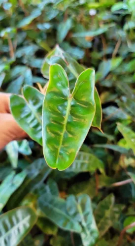 Philodendron Billietiae, Billie and Philido rare live houseplant in 3" pot