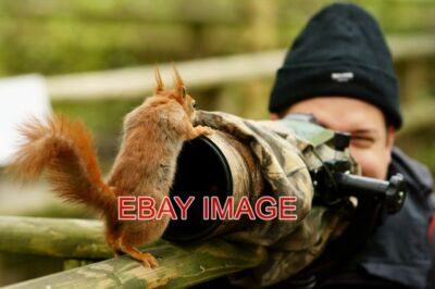 FOTOFREUNDLICHES WEIBLICHES ROTES EICHHÖRNCHEN GAB UNS VIEL UNTERHALTUNG AN DEM TAG POSIERTE