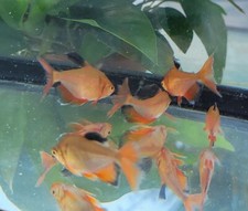 LongFin Serpae Tetra - Hyphessobrycon eques