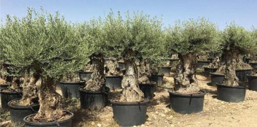 Ulivo olivo Olea europea bonsai mastello 285 lt cfr. tronco 80/100 cm FOTO REALI - Foto 1 di 2