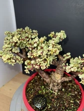 Variegated Dwarf Jade Bonsai (Portulacaria Afra) – 20 Years Old | 2” Trunk