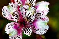 Pretty Imported Double Alstroemeria Mix Shade Flower bulbs Pack Of 2 Bulbs