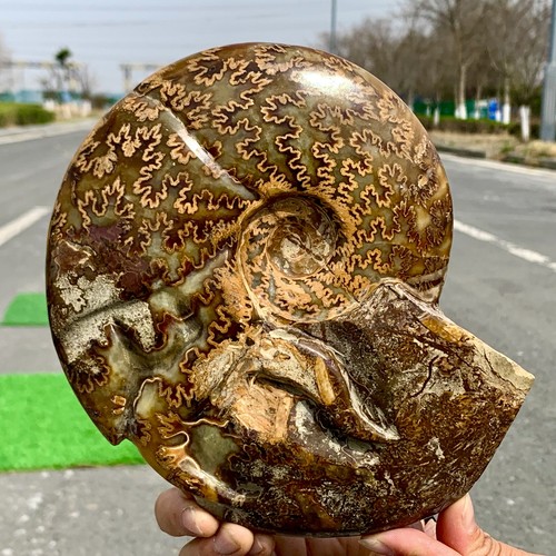 3.74LB Rare! Natural Tentacle Ammonite FossilSpecimen Shell Healing Madagascar - Picture 10 of 24