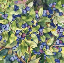 Ceramic Backsplash Tile Mural Fruit Vegetable Kitchen/Bathroom - Blueberries