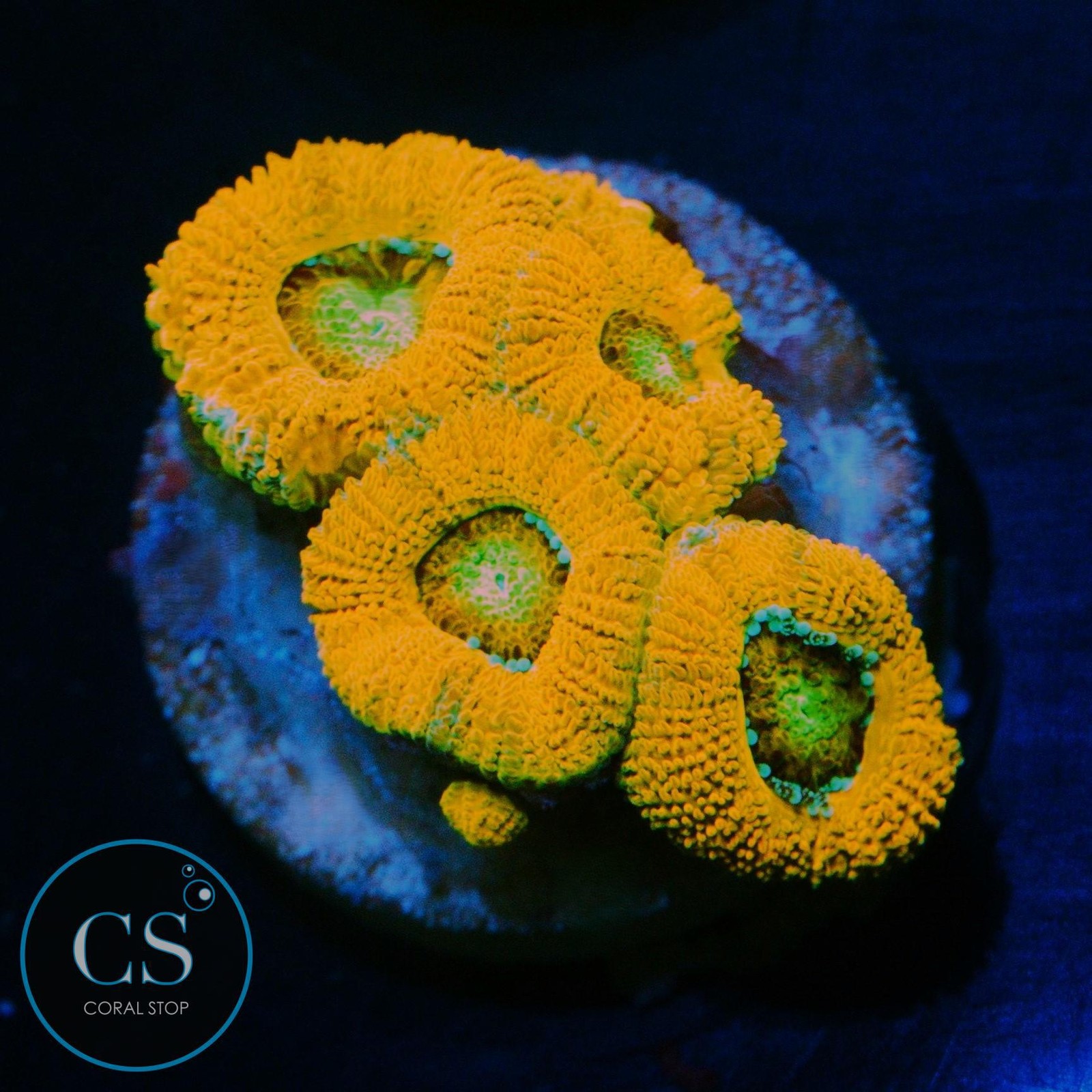 CS SUPREME MICROMUSSA - WYSIWYG LIVE CORAL