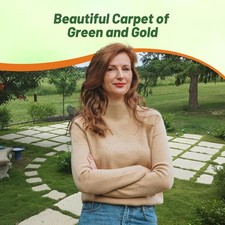 10000 Seeds Irish Moss Seeds For Planting Outdoors Low Maintenance Ground