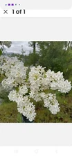 Bare Root Lilac Bush (10)  5 Purple 5 White w Planting Instructions
