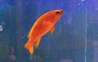 Live Fish F1 Neolamprologus Leleupi Orange Karilani Beautiful African Cichlid!!