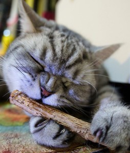 cat dental chew sticks