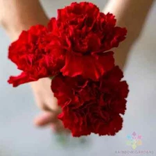 200+ Etincellant Carnation Seeds for Garden Planting - USA - FREE SHIPPING!