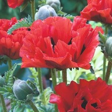 ORIENTAL POPPY “King Kong”  100 SEEDS HEARDY PERENNIAL PAPAVER GIANT RED FLOWERS