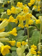 Cowslip 4g -  5000 seeds (HUGE PACK).  Hand harvested