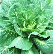 Georgia Southern Collard Seeds 300+ Seeds  NON-GMO--BUY 4 ITEMS FREE SHIPPING