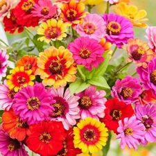 Zinnia CAROUSEL MIX Carnival Colors HeirloomLarge 4" Blooms!  Non-GMO 200 Seeds!