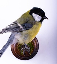 Taxidermie Grande Mésange Support Mural Oiseau Petite Peluche Coloré Parus Major