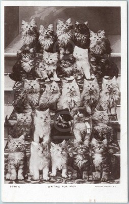 Katzen RPPC Vintage Postkarte wartende Milchkätzchen Gruppe Tiere Portrait