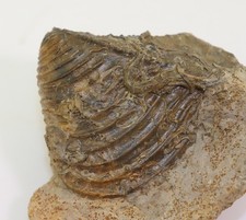 Shell, Trigonia sp., Jurassic, Bajoc, Kinding, Germany -m517