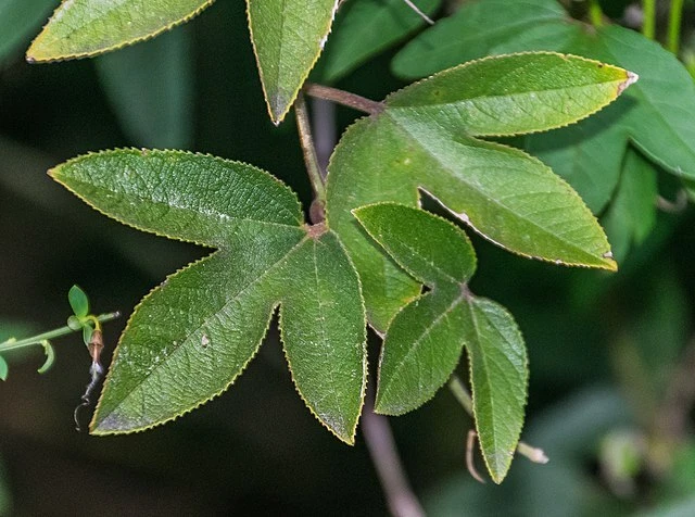 PASSION FRUIT Seeds BULK *Free Shipping* Purple Passiflora mollissima Vine Seeds - Image 4 of 4