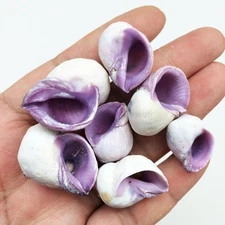 Purple Cebu Beauty Sea Shells, 8 OZ Apprx.60+ PC Shells, 1/2 Inch ~ 1 Inch