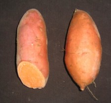 10 Sweet Potato Slips Plants - Beauregard - Vining Type- Non GMO  Chemical Free