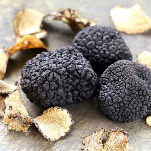 Tuber Melanosporum BLACK Truffle Mycelium/Spawn Mushroom 30 GRAMS Seeds 238 - Picture 1 of 5