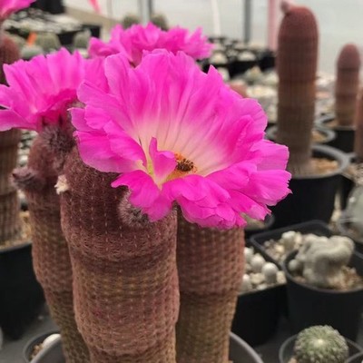 Echinocereus rigidissimus var cactus plant seedgrowth  singlehead 15-20CM