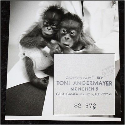 TONI ANGERMAYER ,bekannter Fotograf , Original Foto 60 / 70 er Jahre