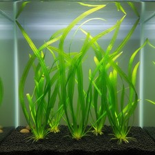 6 Valisnaria Vals Spiralis Italian Live Aquarium Plants BUY 2 GET 1 FREE