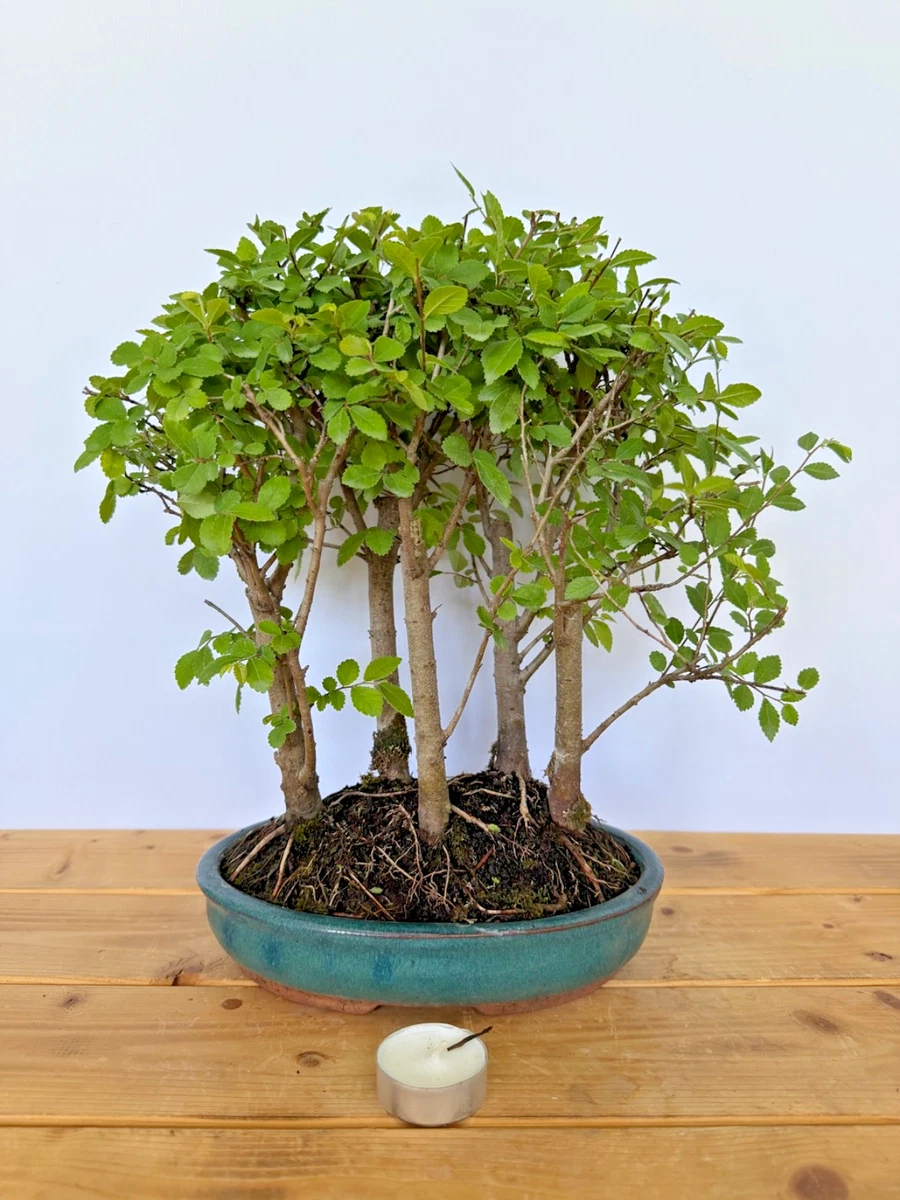 bonsai tree growing kit Master Bonsai Starter Kit main image 0